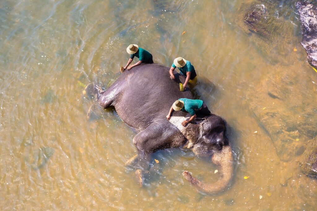 Family with elephant at a Sri Lanka wildlife sanctuary