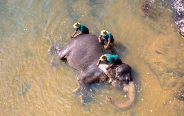 Sri Lanka Family Discovery — 9 Days