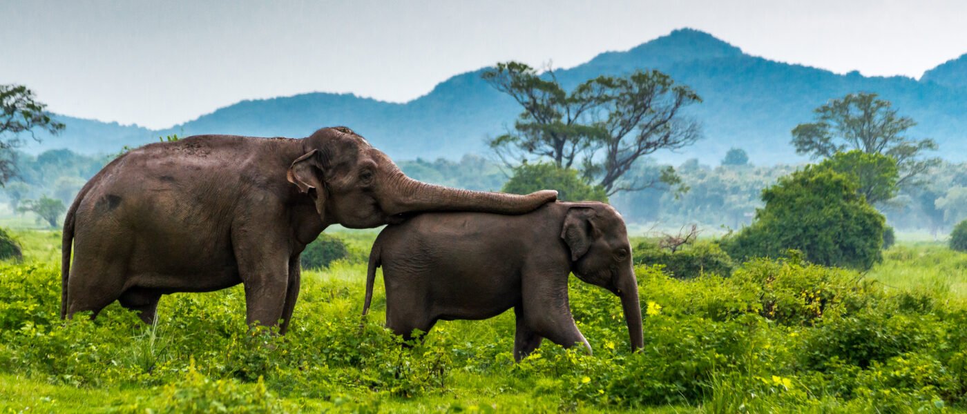Mother and baby elephant at Minneriya National Park, Sri Lanka