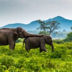 Mother and baby elephant at Minneriya National Park, Sri Lanka