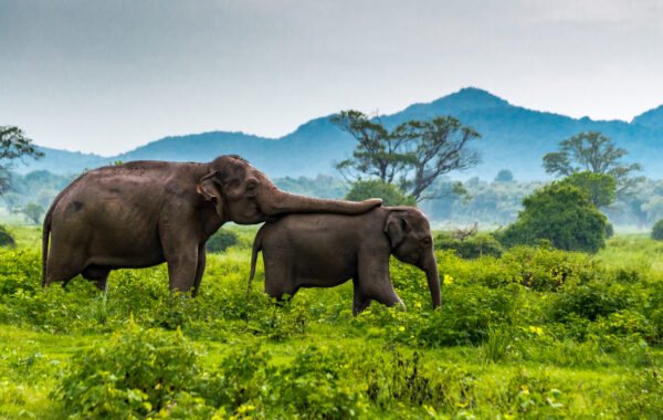 Sri Lanka Wildlife Safari — 7 Days