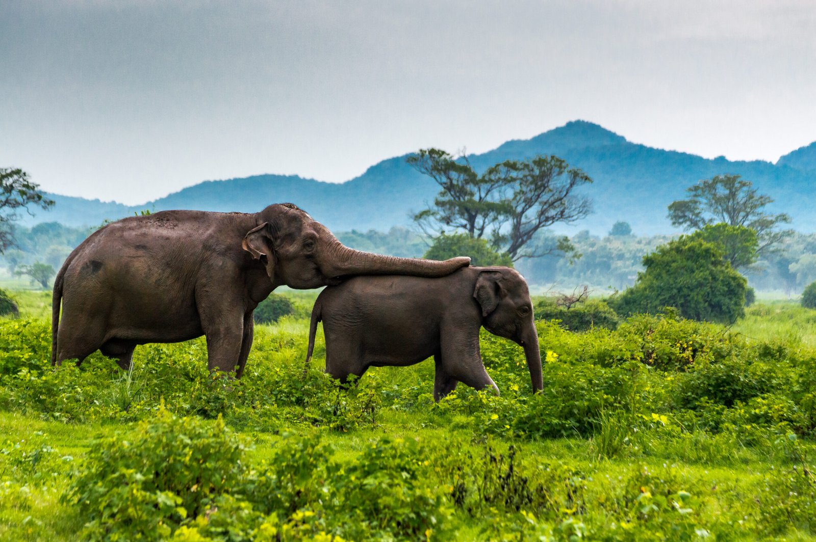 Mother and baby elephant at Minneriya National Park, Sri Lanka